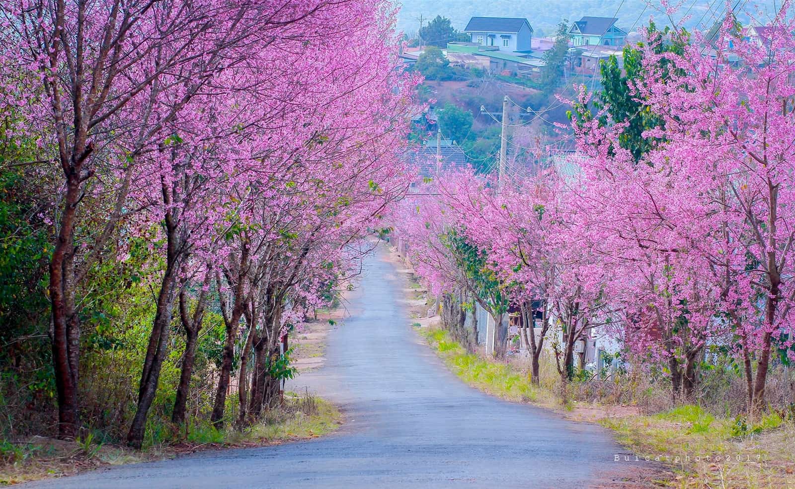 vé máy bay cần thơ đà lạt